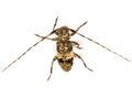 Leiopus nebulosus